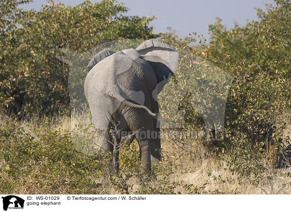 going elephant / WS-01029