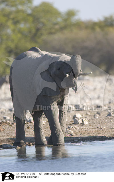 drinking elephant / WS-01036