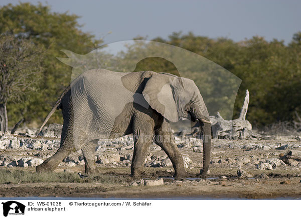 african elephant / WS-01038