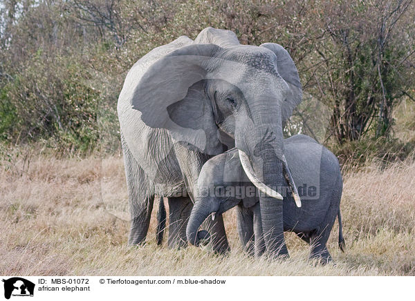 african elephant / MBS-01072