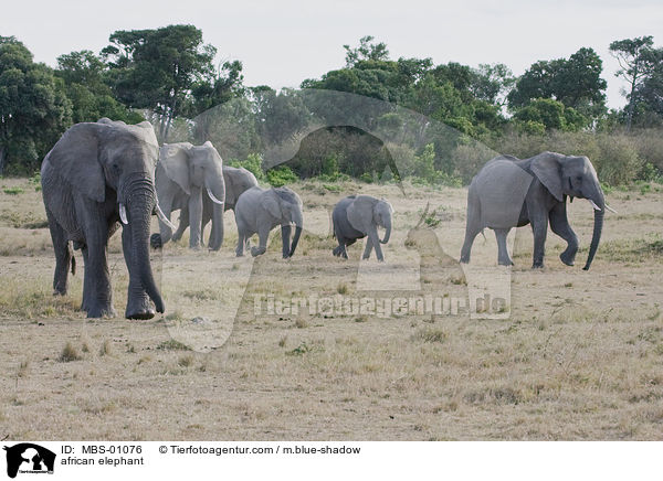 african elephant / MBS-01076