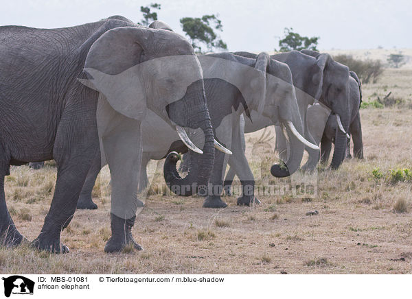 afrikanischer Elefant / african elephant / MBS-01081