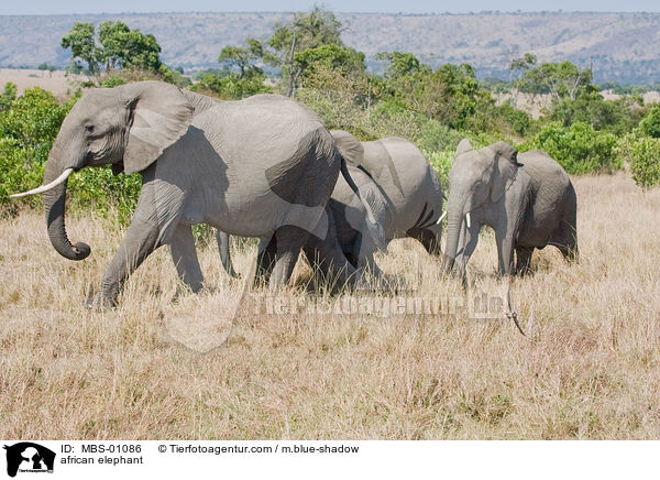 african elephant / MBS-01086