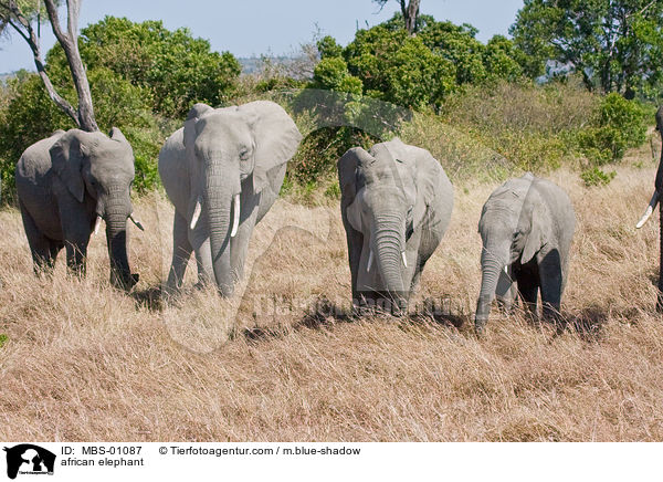 african elephant / MBS-01087