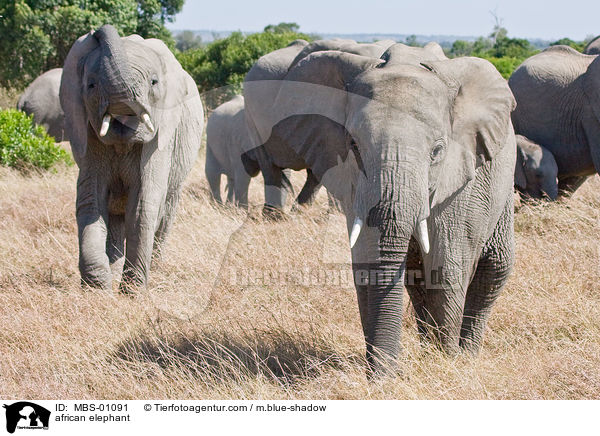 african elephant / MBS-01091