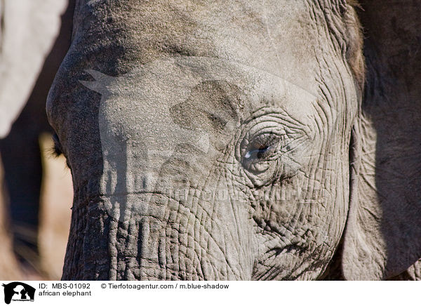 african elephant / MBS-01092