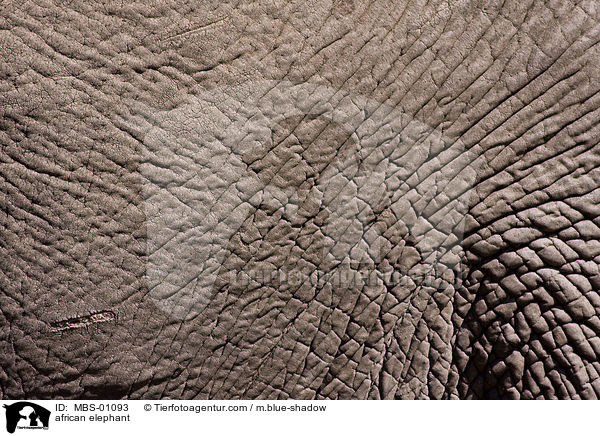 african elephant / MBS-01093