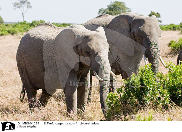 african elephant / MBS-01095