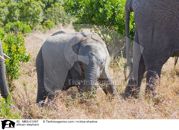 afrikanischer Elefant / african elephant / MBS-01097