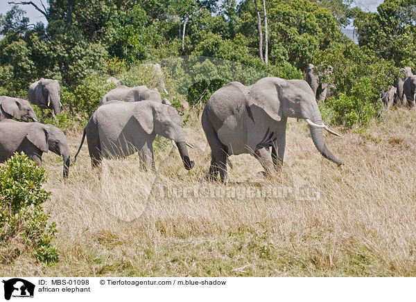 african elephant / MBS-01098