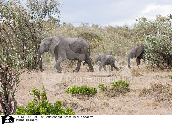 afrikanischer Elefant / african elephant / MBS-01099