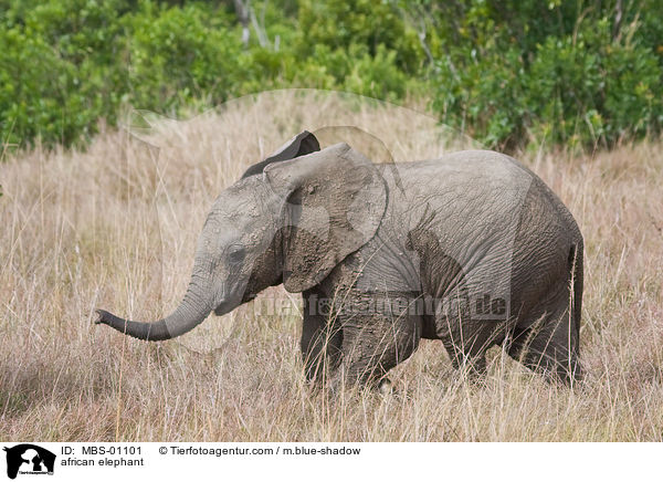 african elephant / MBS-01101