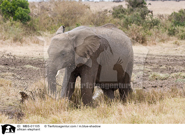 african elephant / MBS-01105