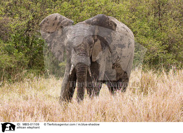 african elephant / MBS-01109