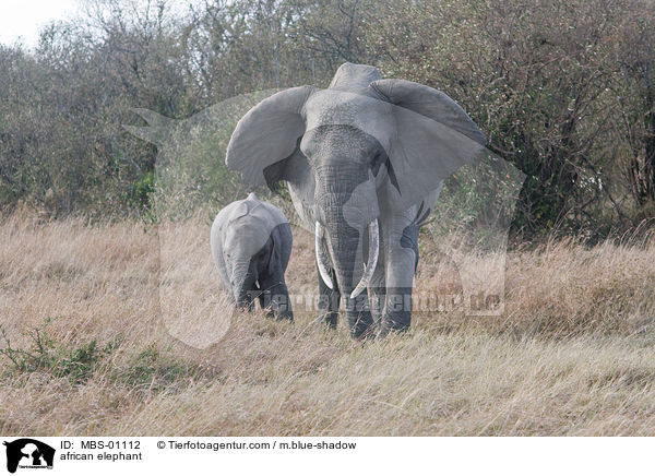 african elephant / MBS-01112