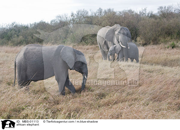 afrikanischer Elefant / african elephant / MBS-01113
