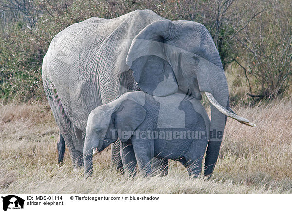 afrikanischer Elefant / african elephant / MBS-01114