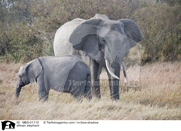afrikanischer Elefant / african elephant / MBS-01115
