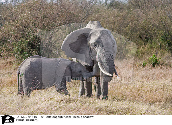 afrikanischer Elefant / african elephant / MBS-01116