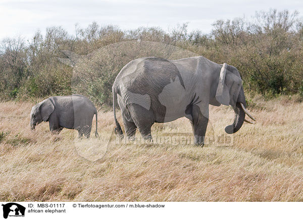 afrikanischer Elefant / african elephant / MBS-01117