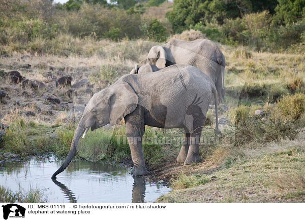 Elefanten am Wasserloch / elephant at watering place / MBS-01119
