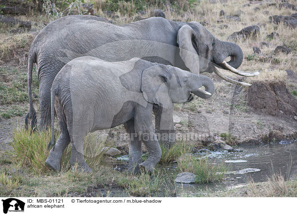 afrikanischer Elefant / african elephant / MBS-01121