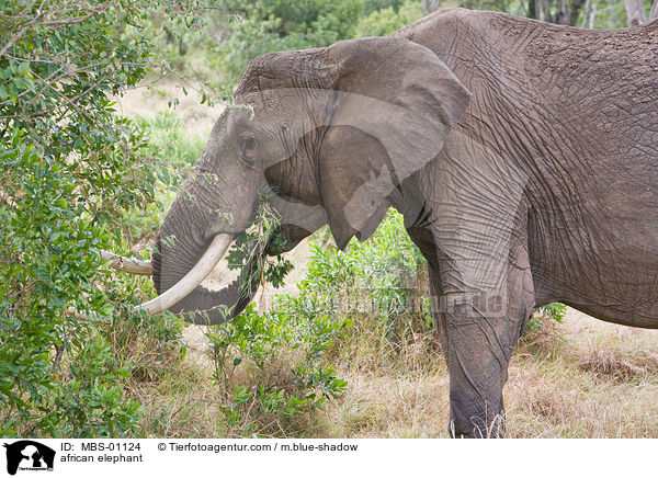 afrikanischer Elefant / african elephant / MBS-01124