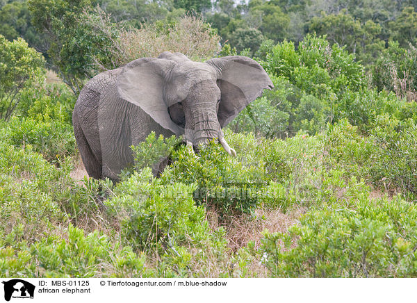 afrikanischer Elefant / african elephant / MBS-01125
