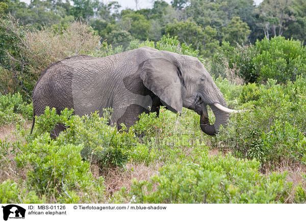 african elephant / MBS-01126
