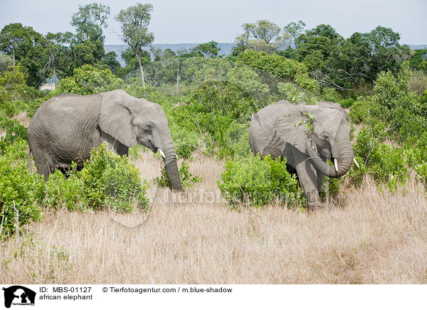 afrikanischer Elefant / african elephant / MBS-01127