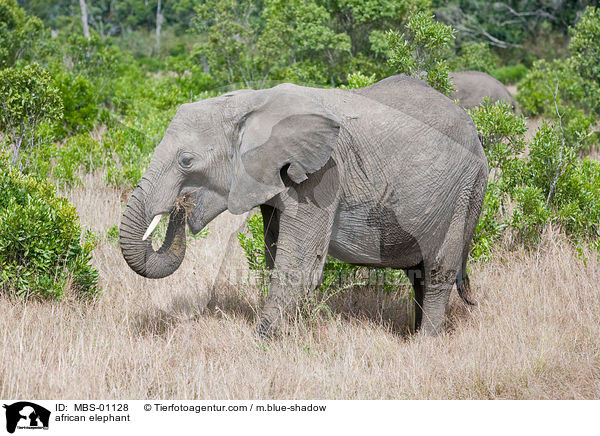 african elephant / MBS-01128