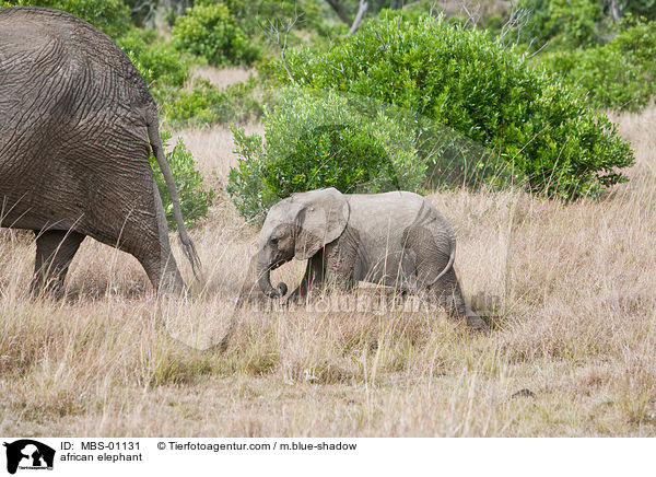 afrikanischer Elefant / african elephant / MBS-01131