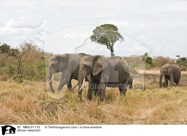 african elephant / MBS-01133