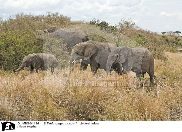 african elephant / MBS-01134