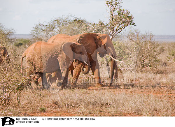 african elephants / MBS-01231