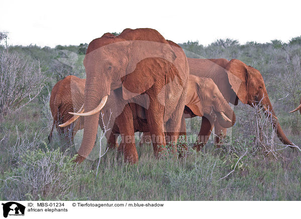 african elephants / MBS-01234