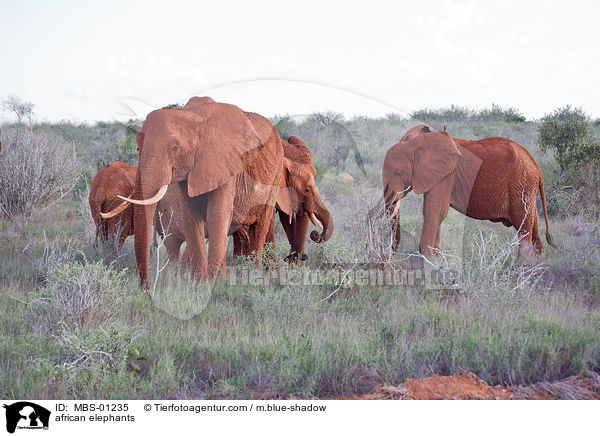 african elephants / MBS-01235