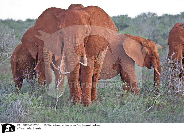african elephants / MBS-01236