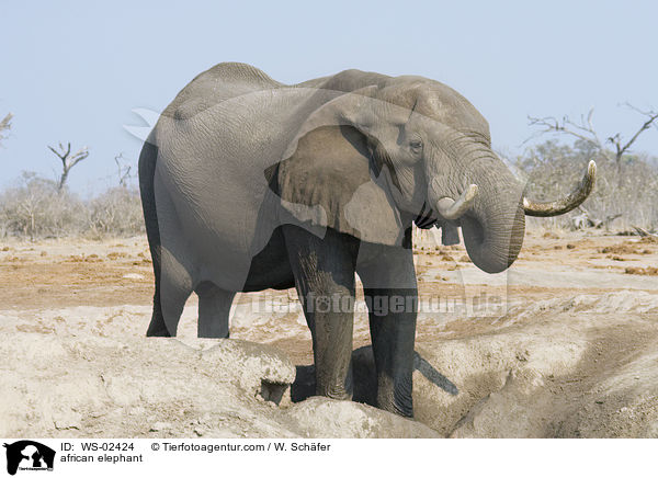 african elephant / WS-02424