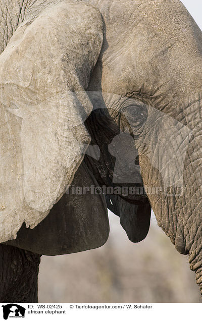 african elephant / WS-02425