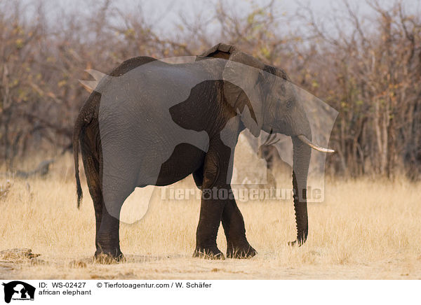 african elephant / WS-02427