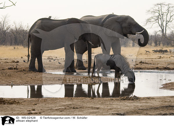 african elephant / WS-02428
