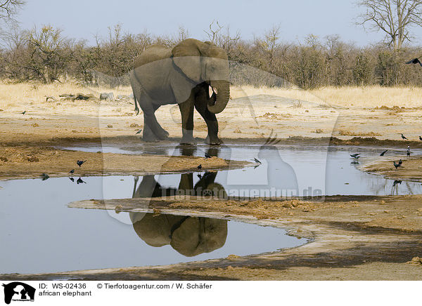 african elephant / WS-02436