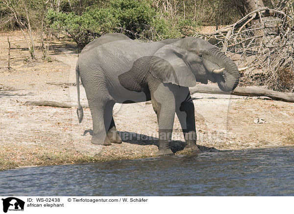 african elephant / WS-02438