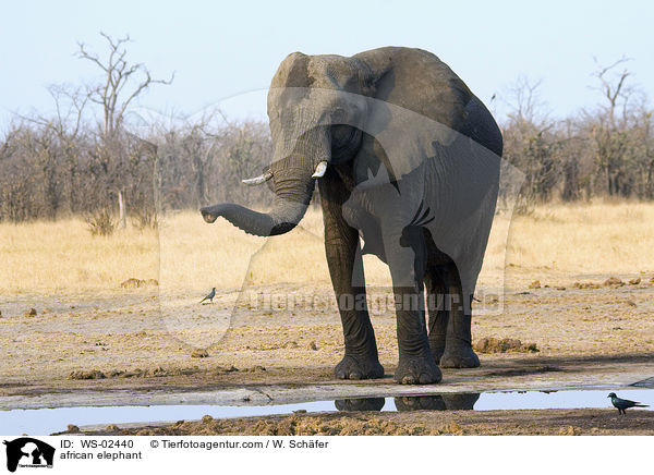 african elephant / WS-02440