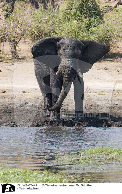 african elephant / WS-02442