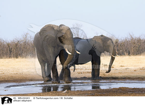 african elephant / WS-02443