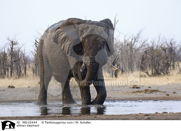 african elephant / WS-02444