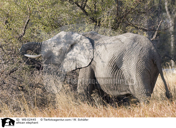 african elephant / WS-02445