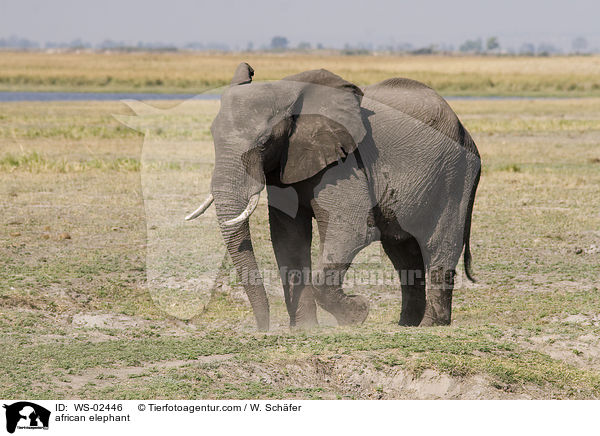 african elephant / WS-02446
